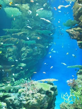 島根県立 しまね海洋館に投稿された画像（2021/11/1）