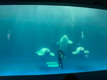 島根県立 しまね海洋館に投稿された画像（2021/11/1）