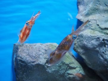 島根県立 しまね海洋館に投稿された画像（2021/11/1）