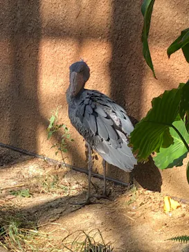 神戸どうぶつ王国に投稿された画像（2021/11/1）