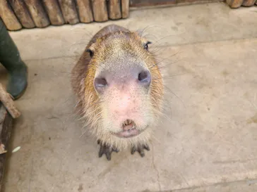 神戸どうぶつ王国に投稿された画像（2021/11/1）