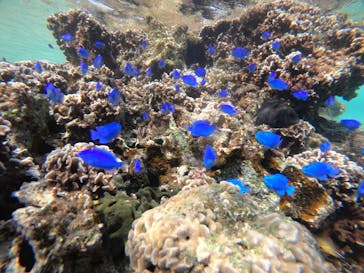 武藤潜水に投稿された画像（2021/11/2）