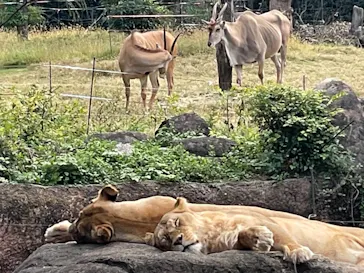 天王寺動物園に投稿された画像（2021/11/2）