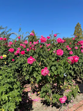 ひらかたパークに投稿された画像（2021/11/2）