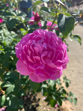 ひらかたパークに投稿された画像（2021/11/2）