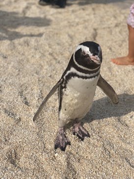 大分マリーンパレス水族館 「うみたまご」に投稿された画像（2021/11/2）