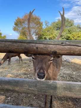 群馬サファリパークに投稿された画像（2021/11/2）