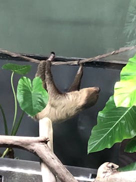 カワスイ 川崎⽔族館に投稿された画像（2021/11/2）