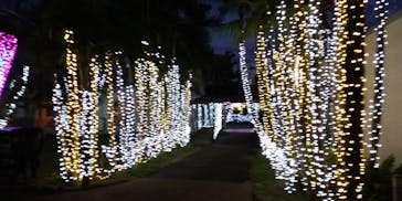 美らヤシパークオキナワ・東南植物楽園に投稿された画像（2021/11/2）