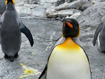 旭川市旭山動物園に投稿された画像（2021/11/2）