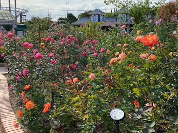 ひらかたパークに投稿された画像（2021/11/2）