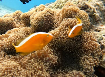 青の洞窟専門店　沖縄ダイビングショップ和に投稿された画像（2021/11/2）