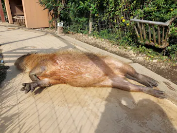 横浜・八景島シーパラダイスに投稿された画像（2021/11/2）