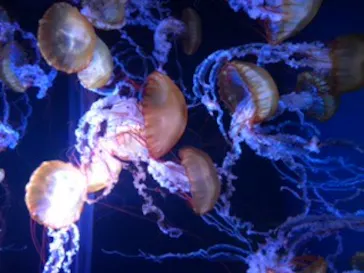 すみだ水族館に投稿された画像（2021/11/2）