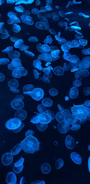 すみだ水族館に投稿された画像（2021/11/2）