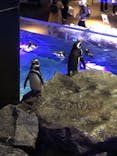 すみだ水族館に投稿された画像（2021/11/2）