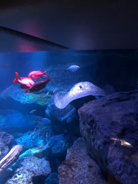 すみだ水族館に投稿された画像（2021/11/2）