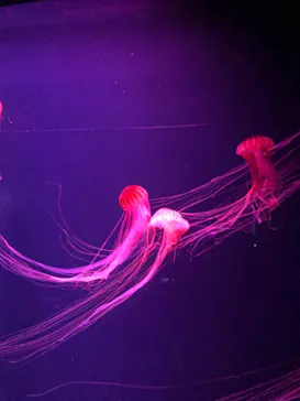 すみだ水族館に投稿された画像（2021/11/2）