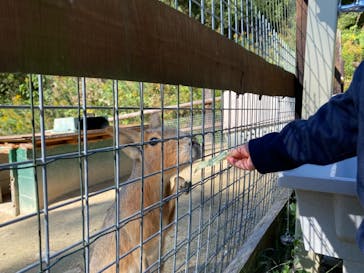 しろとり動物園に投稿された画像（2021/11/3）