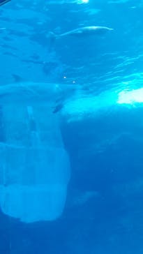 名古屋港水族館に投稿された画像（2021/11/3）
