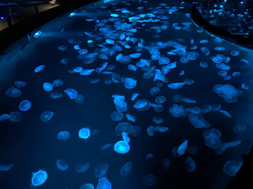 すみだ水族館に投稿された画像（2021/11/3）