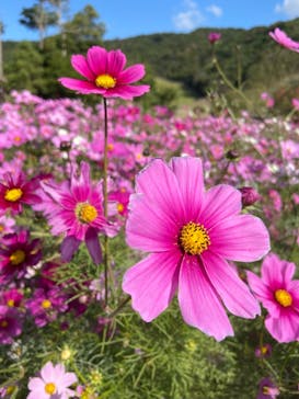 淡路ファームパーク イングランドの丘に投稿された画像（2021/11/3）