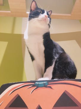 Moff animal world MARK IS みなとみらい店に投稿された画像（2021/11/3）