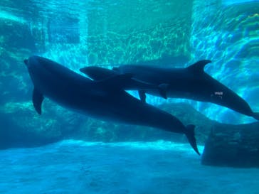 名古屋港水族館に投稿された画像（2021/11/3）