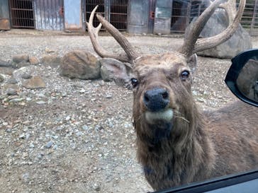那須サファリパークに投稿された画像（2021/11/3）