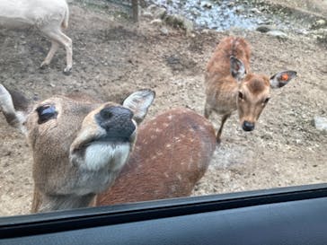 那須サファリパークに投稿された画像（2021/11/3）