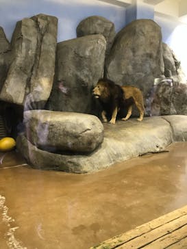 よこはま動物園ズーラシアに投稿された画像（2021/11/3）