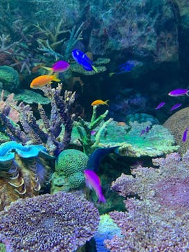 サンシャイン水族館に投稿された画像（2021/11/3）