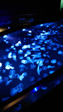 すみだ水族館に投稿された画像（2021/11/3）