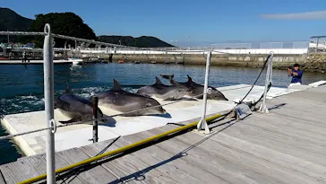 うみたま体験パーク 「つくみイルカ島」に投稿された画像（2021/11/3）