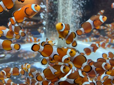 鴨川シーワールドに投稿された画像（2021/11/3）