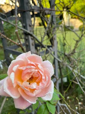 鳩山会館に投稿された画像（2021/11/3）