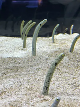 すみだ水族館に投稿された画像（2021/11/3）