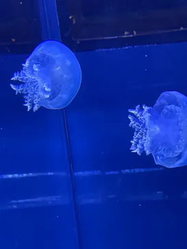 すみだ水族館に投稿された画像（2021/11/3）