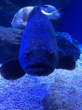 マクセル アクアパーク品川に投稿された画像（2021/11/3）