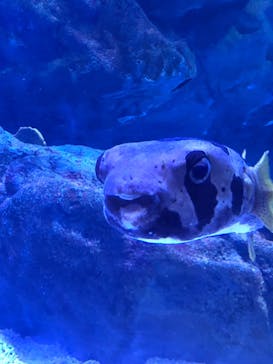 マクセル アクアパーク品川に投稿された画像（2021/11/3）