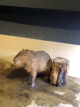 マクセル アクアパーク品川に投稿された画像（2021/11/3）