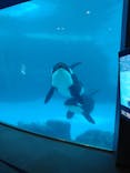 名古屋港水族館に投稿された画像（2021/11/3）