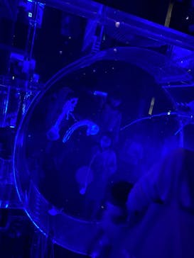 マクセル アクアパーク品川に投稿された画像（2021/11/3）