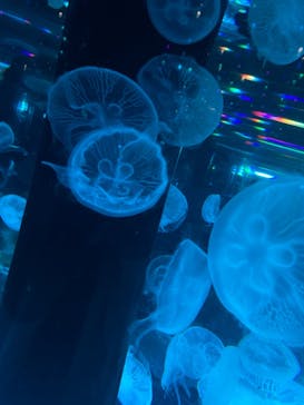 マクセル アクアパーク品川に投稿された画像（2021/11/3）