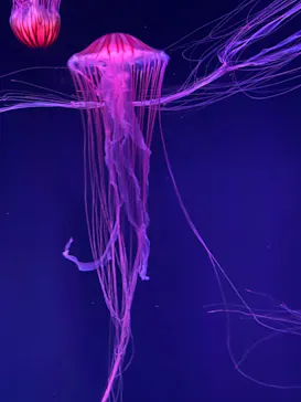 すみだ水族館に投稿された画像（2021/11/3）