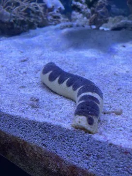 すみだ水族館に投稿された画像（2021/11/3）