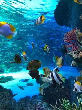 サンシャイン水族館に投稿された画像（2021/11/3）