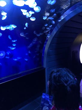 サンシャイン水族館に投稿された画像（2021/11/3）