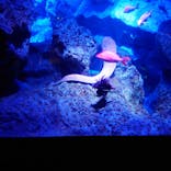 すみだ水族館に投稿された画像（2021/11/3）