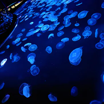 すみだ水族館に投稿された画像（2021/11/3）